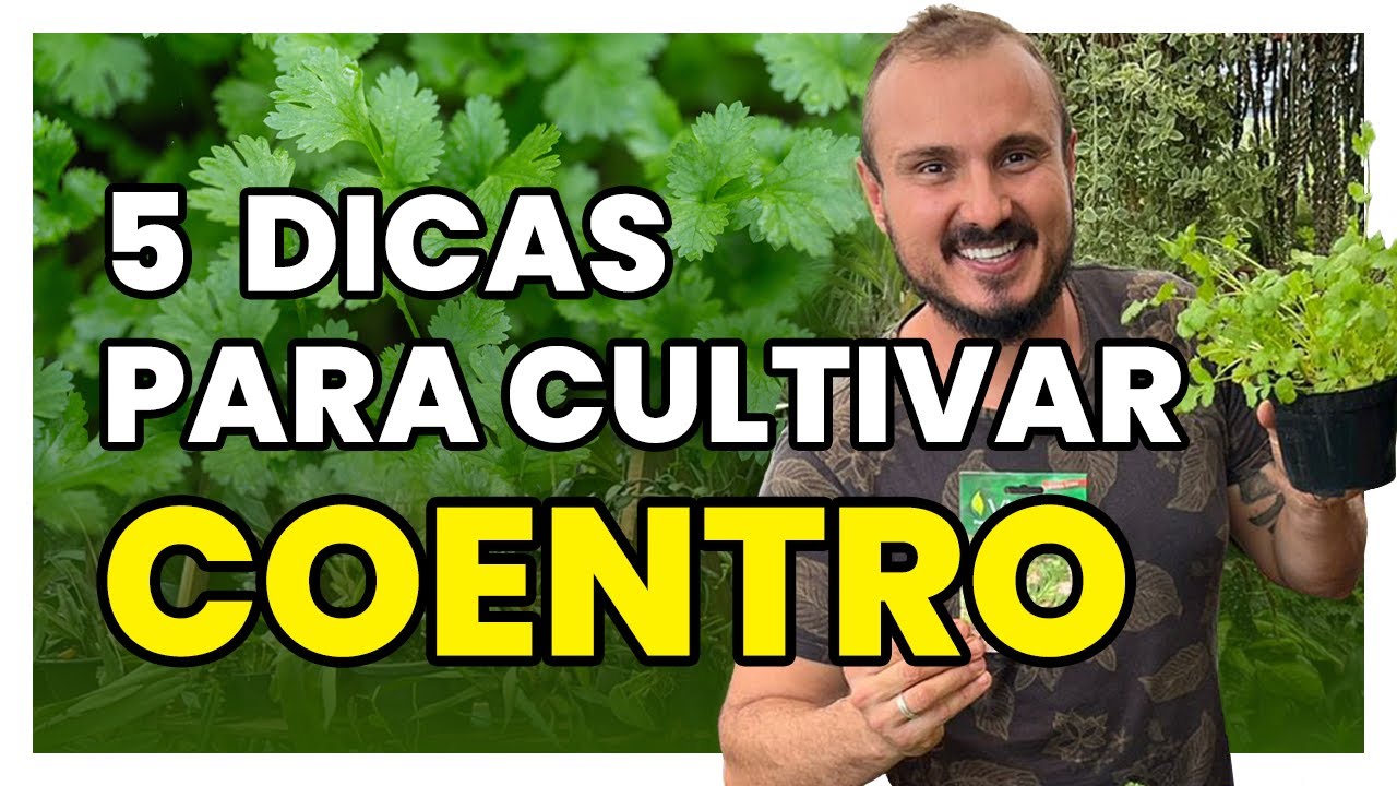 Cinco dicas para cultivar os diferentes tipos de COENTRO