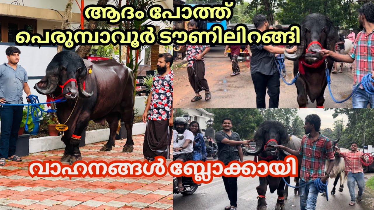 ലക്ഷങ്ങൾ വിലയുള്ള ആദംപോത്ത് പെരുമ്പാവൂർ ടൗണിലിറങ്ങി കാണാൻ ആളുകൾതടിച്ചുകൂടി വാഹനങ്ങൾ ബ്ലോക്കായി