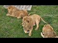 Наелись до отвала) Тайган Life of lions in Crimean Taigan