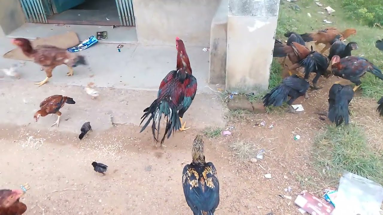 Top quality parrot beak aseel murgi farming ।। টিয়া ঠেটের মুরগি ফার্ম 