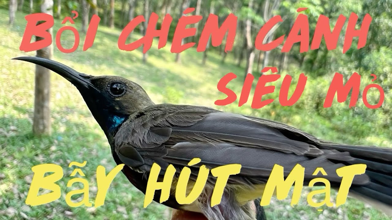 Bẫy chim hút mật bổi 5 màu bụng trắng chém cánh đấu chim mồi giọng to chơi không nghĩ,bổi chuẩn(05)