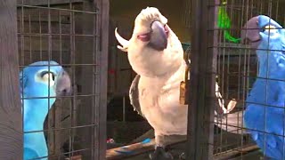 Blu Não Consegue Salvar A Jade E O Nigel Pega Ele De Surpresa Rio 2011 Dublado Hd