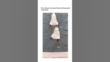 #introvertlife #introvertmemes #videomeme #introvert #meme #memeviral #memes #introverts