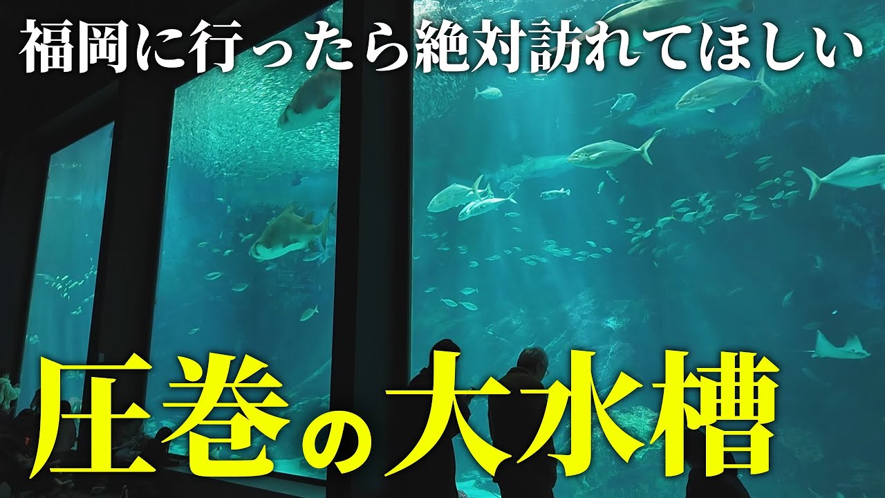 【水族館めぐり旅】圧倒的な水中感！すべての水槽が美しすぎる水族館「マリンワールド海の中道」【福岡県】