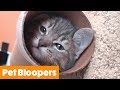 Adorable Pet Bloopers   Funny Pet Videos