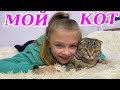 МОЙ КОТЕНОК ЛОЛА ВЛОГ покупки для питомца