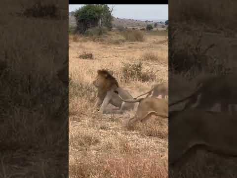 قتال الاسود