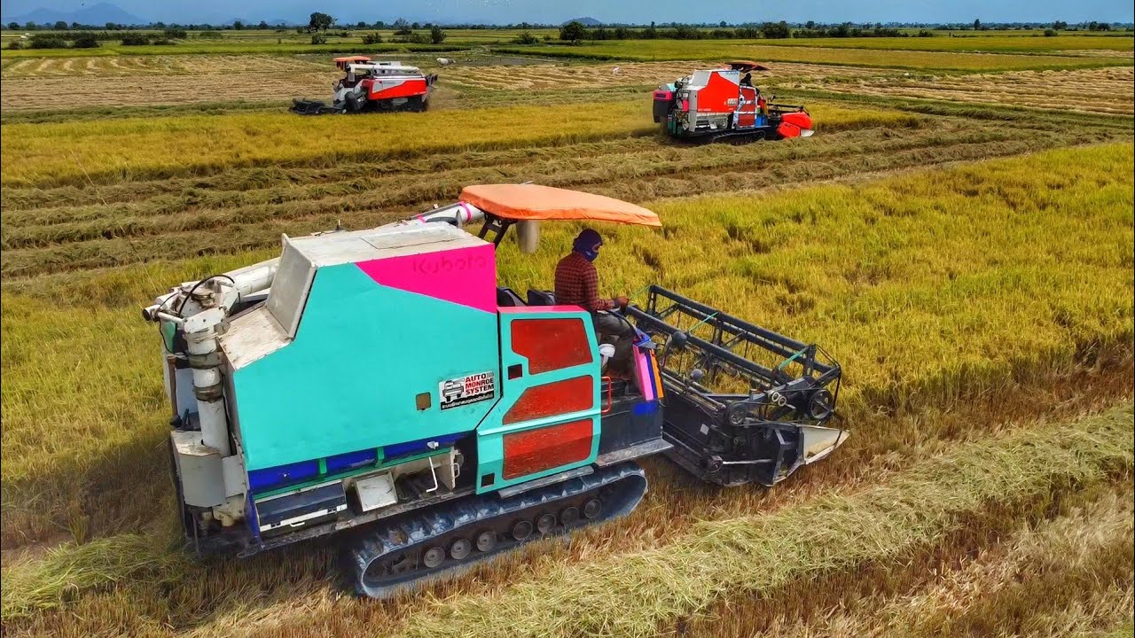 Pink Rice Harvester Incredible Harvester Machine Skills! Team Harvesting Rice in Cambodia ...