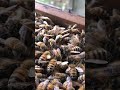 The Queen Bee’s Duties 🐝 | Beekeeping Shorts