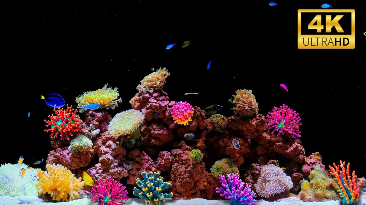 🐟 Peaceful Fish Tank 4K with Coral Reefs | Calming Aquarium Sounds for ...