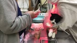 ⑹日本猫のマリちゃんの治療、静脈点滴、点眼点鼻、栄養補助、投薬、光線照射療法、インターベリー口腔内滴下、デンタルケア、注射、保湿ティーツリーオイルスプレー、ブラッシング他