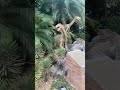 Dinosaur family