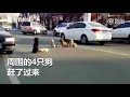 Stray Dogs Guard Their Friend Lying on the Road After a Hit and Run in China