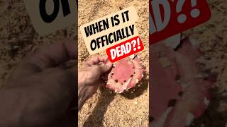 My Sanding Discs Have Seen Some Things