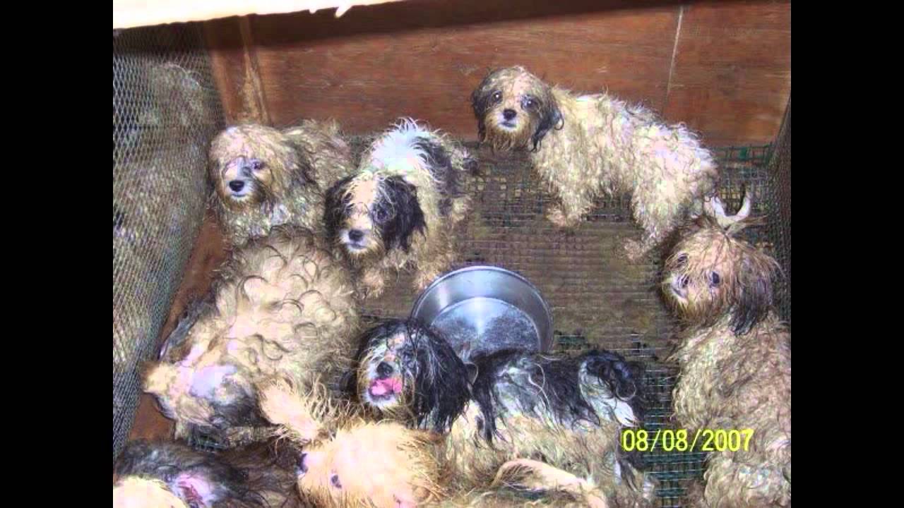 RC 1000 Digital Media Exam YouTube