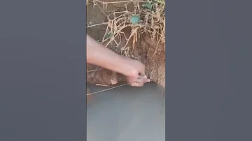 Fish Fishing Asian Swamp Eel Fish Big Eel Catching From Deep Hole 
