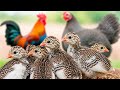 CRUCE de GALLO con Gallina de GUINEA|(GAYOS HIBRIDOS) aves de corral online