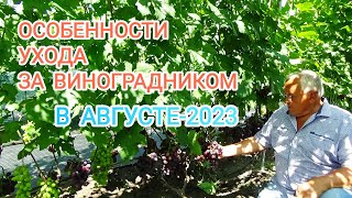 Особенности ухода за виноградником в августе-2023