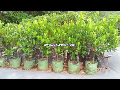 Miliki Pohon Nangka J33 Asli, Tumbuh Cepat & Produktif!