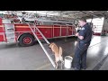 Search & Rescue Dog Demonstration featuring Firefighter Jason Kent & Cannon