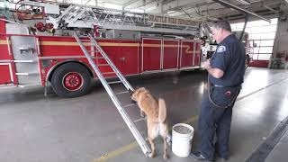 Search & Rescue Dog Demonstration Featuring Firefighter Jason Kent & Cannon