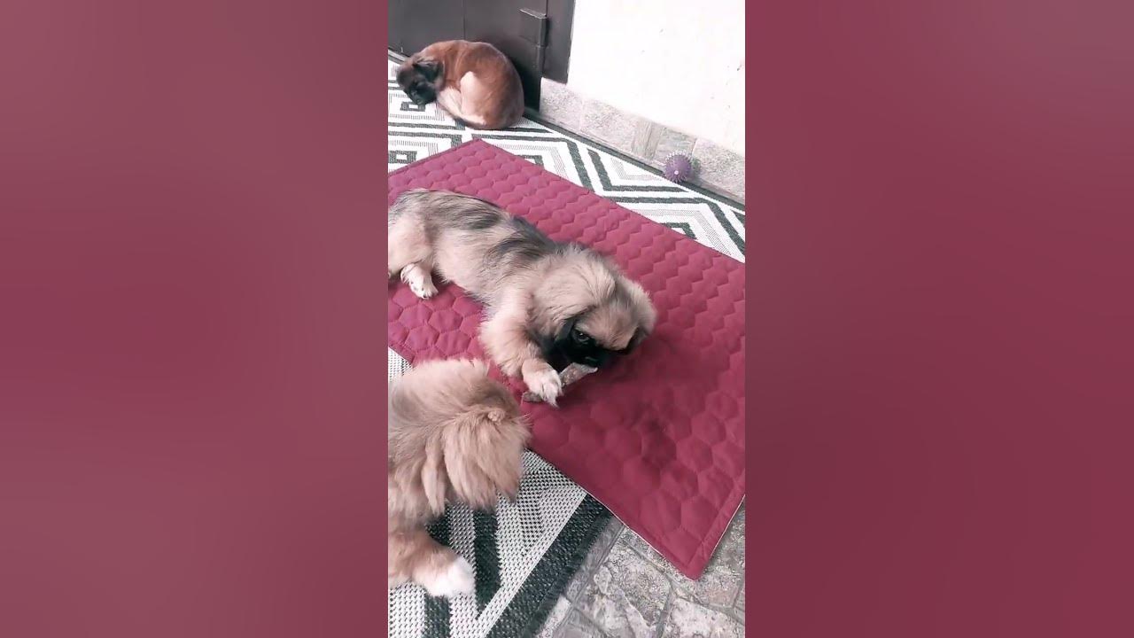 #dog ДАЙ МНЕ - YouTube