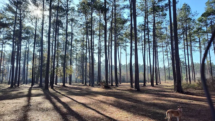 3 Day Camping / wild Hog Hunting trip on Public Land