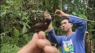 KESERUAN MIKAT BURUNG KOLIBRI NINJA (KONIN) AUTO PANEN