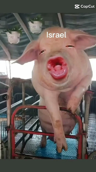 semakin merebat dia ni#israel🐷