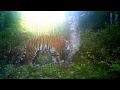 Amur (Siberian) Tiger on camera trap