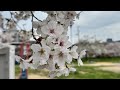 When to visit japan   best season to visit japan explorejapan japan cherryblossom sakura