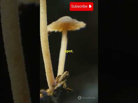 The Fungus That