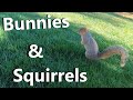 Bunnies, Squirrels, and birds | Nature cam #5