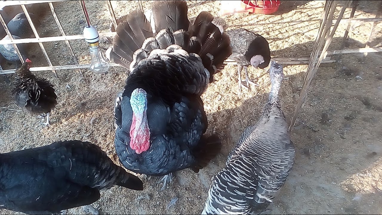 Turkey Farm in Bangladesh Turkey Farm Turkey Birds in Bangladesh