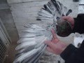 Николаевские голуби     г. Хмельницкий