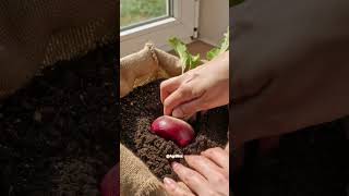 Grow turnip easily at home#garden #gardening #shortsfeed #deepfusic #farming #turnip