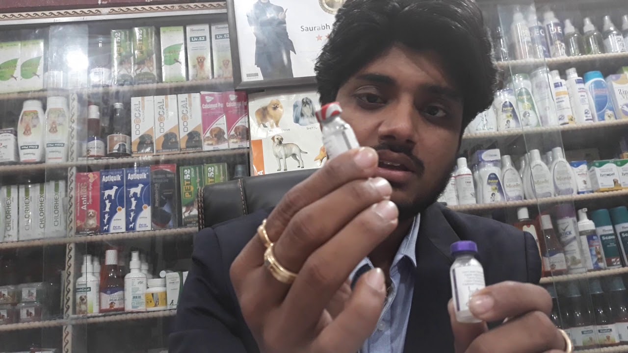 Petcare - INFORMATION ABOUT VACCINATION - YouTube