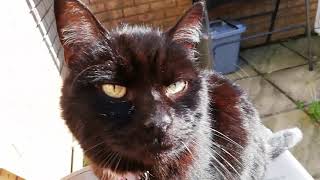 Cats After We Moved House Update (And Where Is Zuul?)