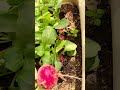 Creative ideas for harvesting beetroot in a small area #shorts