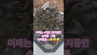 4두 분지 넌 뭐니~~  #유나초롱 #초롱맘 #슈퍼볼_유나 #블랙마디바 #다육판매 #다육집사 #포항다육