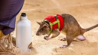 فار ذكي جداً بيقدر ينتقم من صحاب البيت اللي عايش فيه🐀🏡 | فيلم the mouse hunt