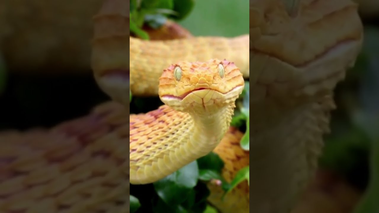Bush viper| bush viper snake 