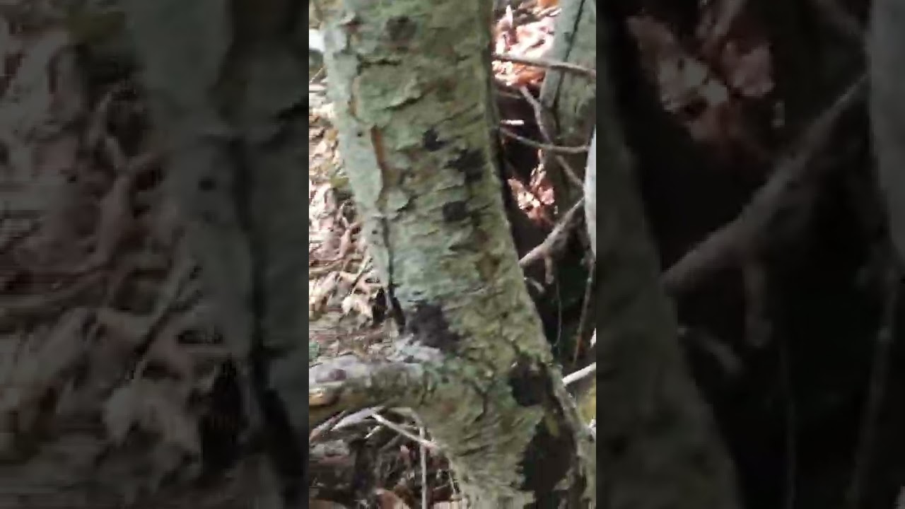 Funghi Porcini Toscana giugno 2022 YouTube