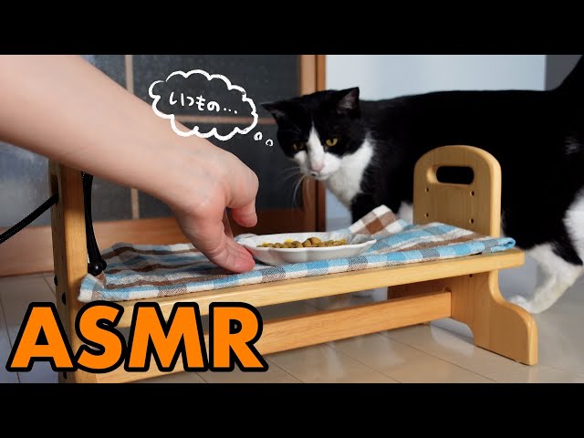 🍙ASMR｜カリカリを食べる猫【咀嚼音】#250
