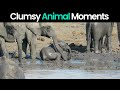 Hilarious Animal Mishaps: Clumsy Moments Caught on Camera