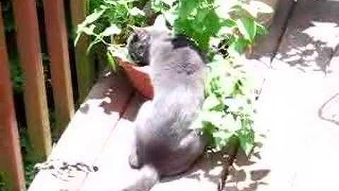 Jasmine enjoying her fresh  catnip