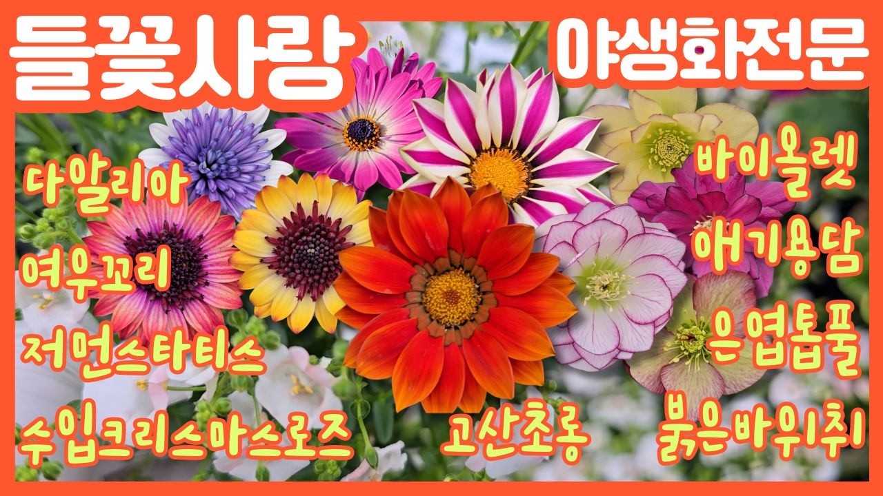 🌸들꽃사랑 2월27일 #바이올렛 #여우꼬리 #저먼스타티스 #백일홍 #붉은바위취 #넝쿨장구채 #수입크리스마스로즈 #목마가렛 #겹데모루 #안틸리스 #무스카리 #gardening