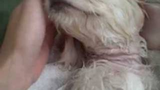 New Puppy Cooper's First Bath!