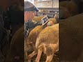 WIFI Veterinary ultrasound machine!How to Use Veterinary Ultrasound Scan Machine Wireless Ultrasound