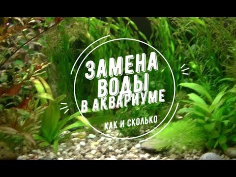 #Waterchange #Aquarium #заменаводы Замена воды в аквариуме. Как и сколько?